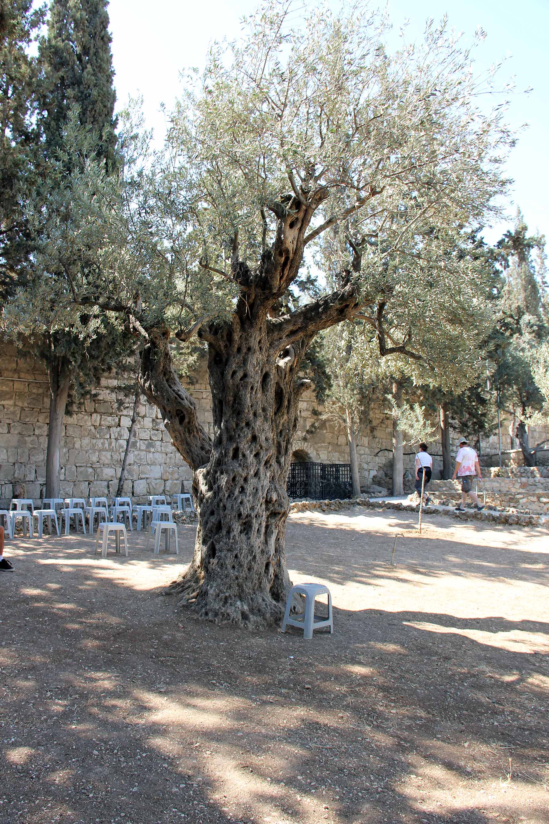Gethsemane image 12